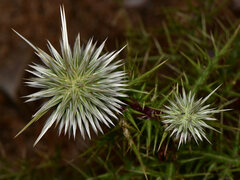 Echinops spinosissimus