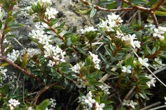 Pimelea oreophila