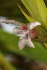 Maxillaria sigmoidea