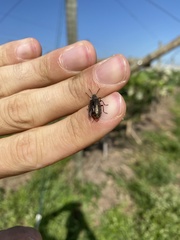 Lagria villosa