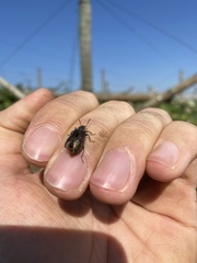 Lagria villosa