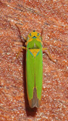 Catagonalia conjunctula