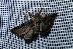 Notodonta dromedarius