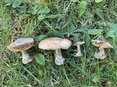 Melanoleuca humilis