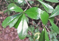 Diospyros anisandra