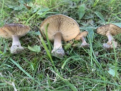 Melanoleuca humilis