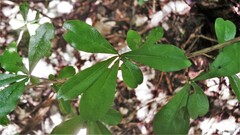 Diospyros anisandra