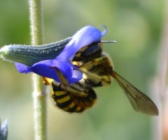 Anthidium manicatum