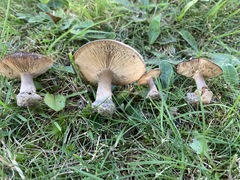 Melanoleuca humilis