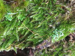 Herzogiella seligeri