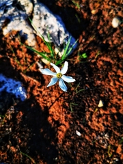 Narcissus deficiens