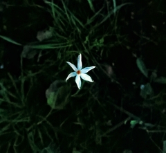 Narcissus deficiens