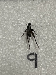 Eunemobius carolinus