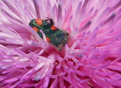 Trichodes quadriguttatus