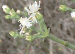 Ruschia multiflora