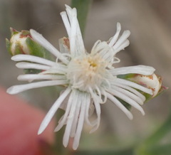 Ruschia multiflora