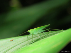 Phlugis ocraceovittata