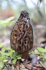 Morchella