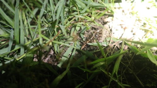 Fejervarya limnocharis