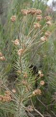 Euryops rehmannii