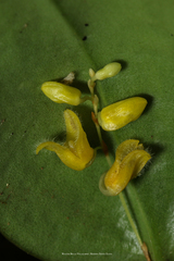 Stelis imraei
