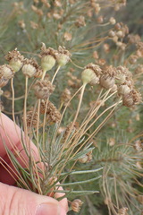 Euryops rehmannii