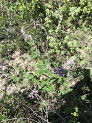 Aloysia macrostachya