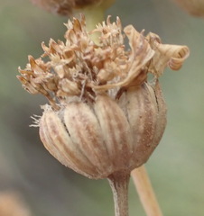 Euryops rehmannii