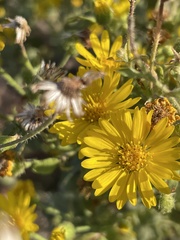 Heterotheca