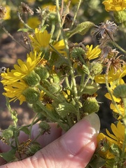 Heterotheca
