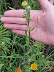 Pulicaria scabra