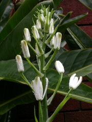 Albuca nelsonii