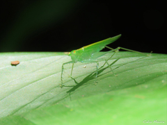 Phlugis ocraceovittata