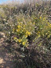 Heterotheca