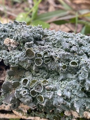 Punctelia bolliana