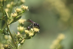 Zethus nigricornis