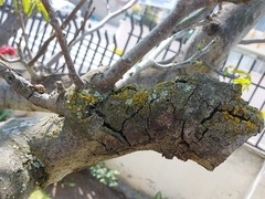 Crossocalyx hellerianus