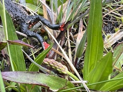 Melanophryniscus moreirae