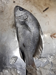 Sciaena umbra