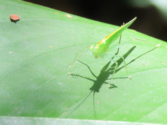 Phlugis ocraceovittata