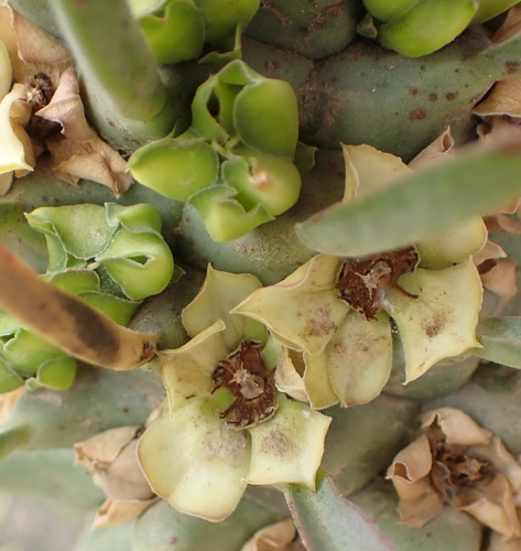 Image of Euphorbia clandestina by (c) Nicola van Berkel, some rights reserved (CC BY-SA)