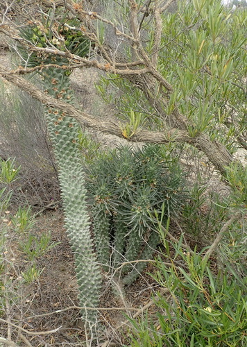 Image of Euphorbia clandestina by (c) Nicola van Berkel, some rights reserved (CC BY-SA)