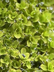 Syntrichia montana