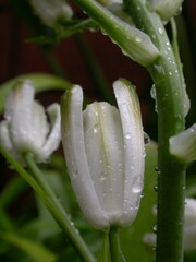 Albuca nelsonii