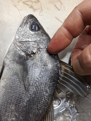 Sciaena umbra