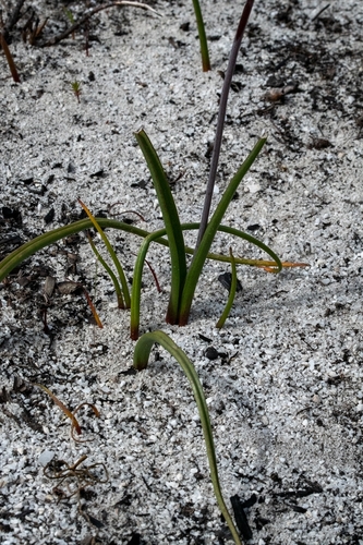 Image of Lachenalia montana by (c) magriet b, some rights reserved (CC BY-SA)
