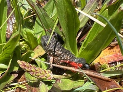 Melanophryniscus moreirae