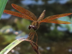 Perithemis