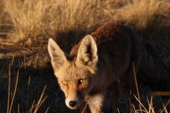 Vulpes vulpes silacea