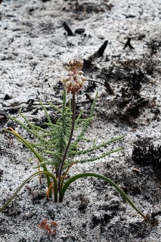 Image of Lachenalia montana by (c) magriet b, some rights reserved (CC BY-SA)
